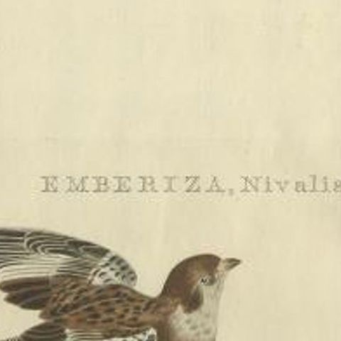 Emberiza nivalis, Antique Snow Bunting Print by Nozeman & Sepp, 1809, close-up 1