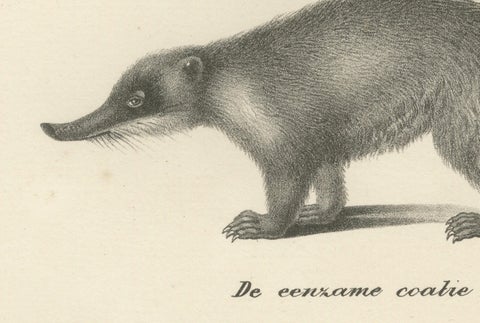 Rare 19th-Century Lithograph of Kinkajou, Coati, and European Badger, close-up 2