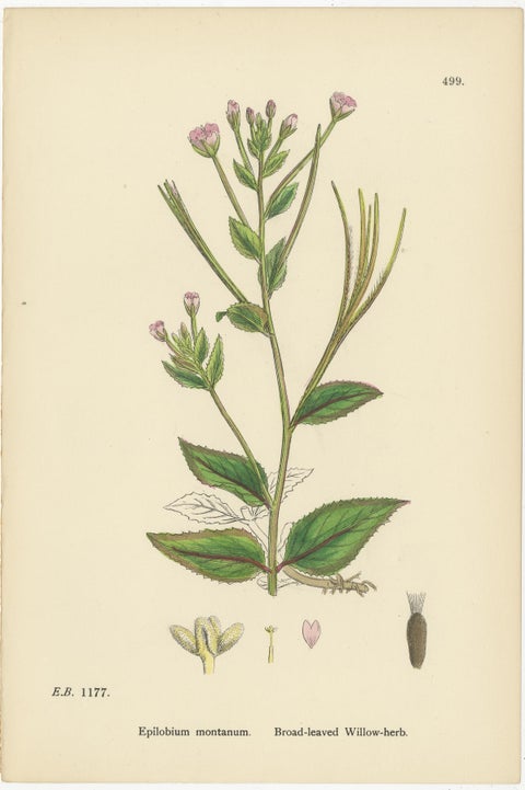 Hand-Colored Botanical Engravings of Hairy and Broad-Leaved Willow-Herbs, 1902, view 4