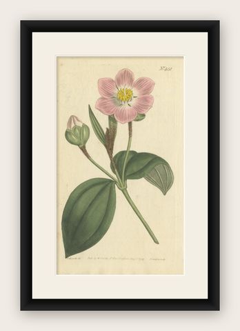 Elegant Pink Quill in Full Bloom: An 18th Century Botanical Ilustration, shown framed