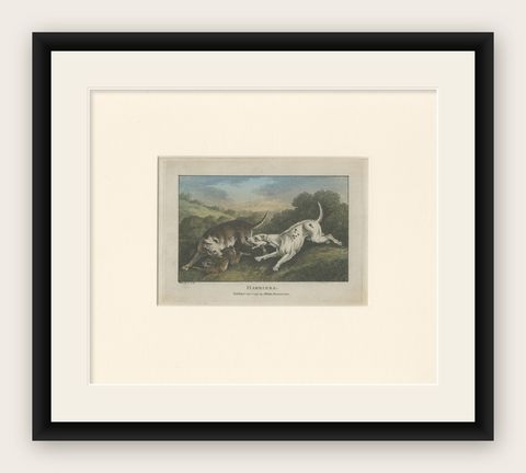 Antique Print of Harrier Dogs hunting Hares by Wheble '1797', shown framed