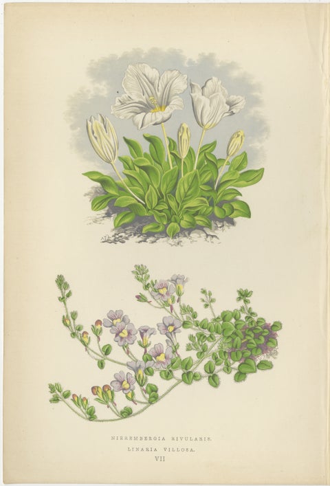 White Cupflower and Hairy Toadflax, Hand-Coloured Botanical Print, 1874, view 2