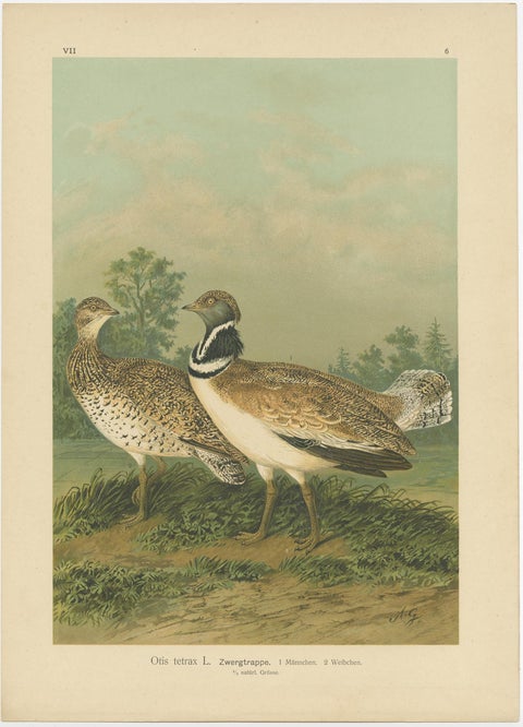 Little Bustards in 19th Century Landscape, Antique Ornithology Bird Print, view 2