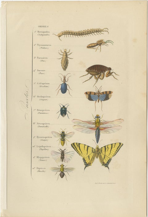 Antique Print of Various Insects, Published in 1854, view 2