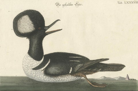 Hand-Colored Engraving of the Hooded Merganser by Johann Michael Seligmann, 1770, close-up 2