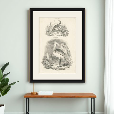 Antique Bird Print of a Male Little Bustard and a Great Bustard by Partington, shown framed on a wall