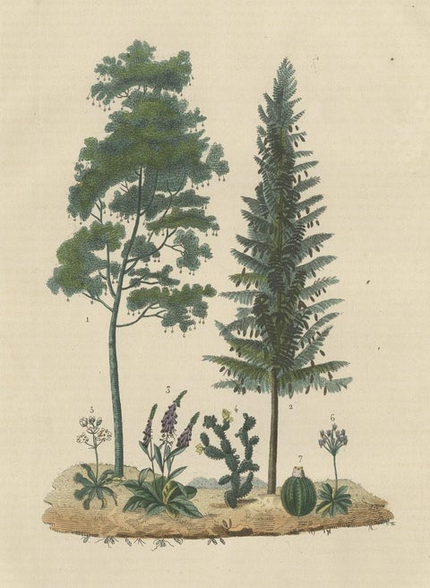 A Heritage of Flora: Original Antique Engraving of Diverse Plant Species, 1845, close-up 1