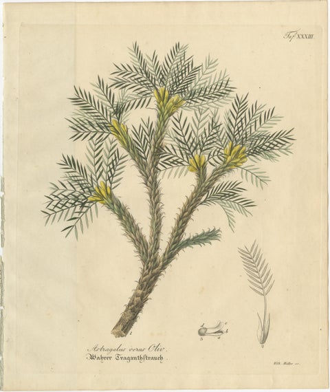 Antique Botanical Print of Astragalus Verus, Copper Engraving, c.1831, view 2