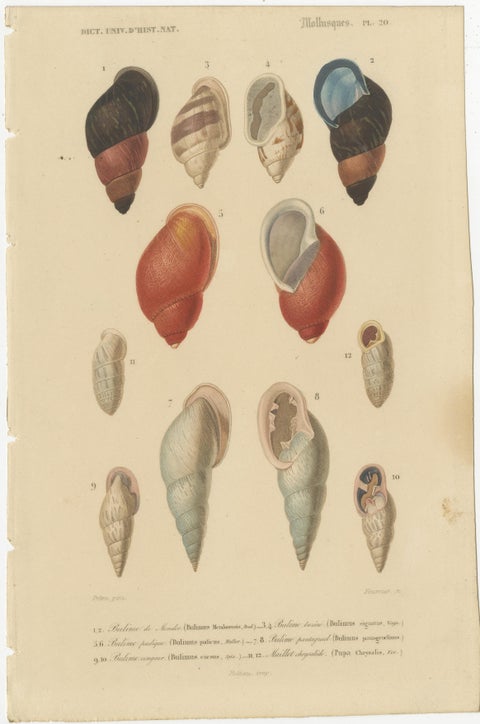 Maritime Spiral Elegance: A Mollusk Anthology, 1849, view 4