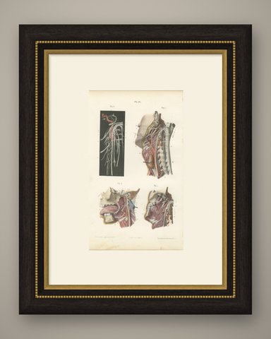 Nerves of the Pharynx and Floor of the Mouth, Hirschfeld Anatomy Print, 1866, shown framed