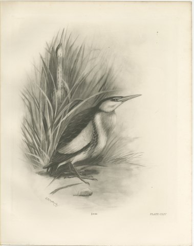 Pair of Little Bitterns in a Reed Bed, Plate CLIV after Lilian Medland, c. 1909, view 2