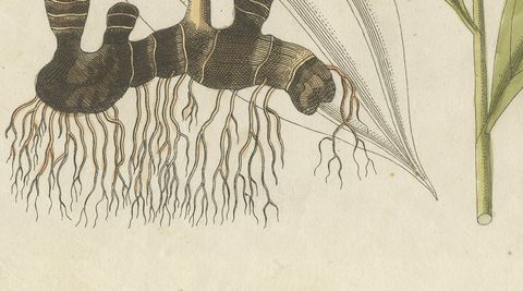Cassia Cinnamon and Galangal Spices, Antique Bertuch Print, circa 1805, close-up 2