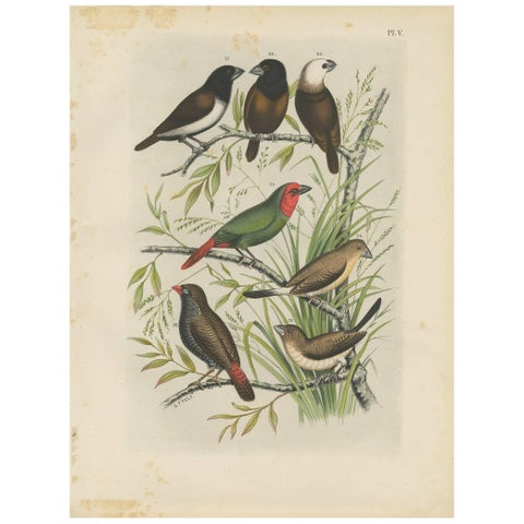 Antique Bird Print of the Maja Finch, Black-Headed Finch and Firetail (1886)