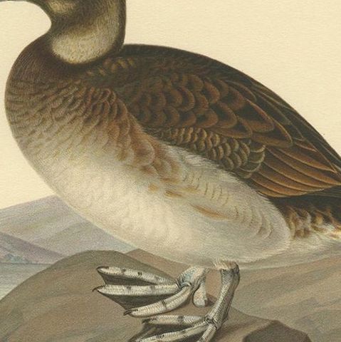 Antique Bird Print of a Young Female Long-Tailed Duck by Von Wright '1929', close-up 2