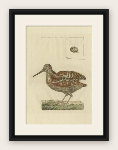 Antique Bird Print of the Eurasian Woodcock by Sepp & Nozeman, 1797, shown framed