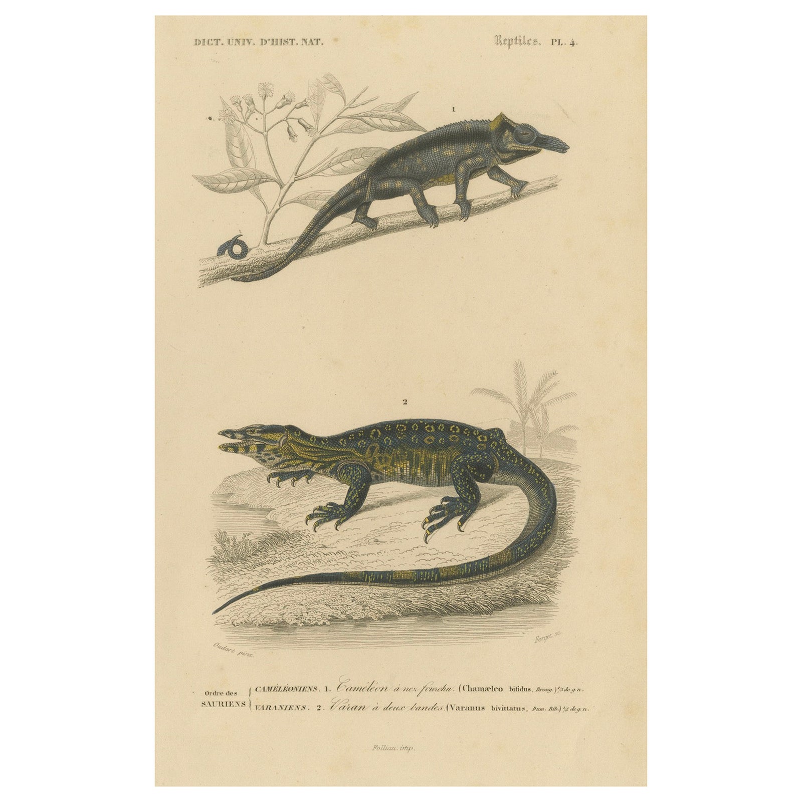 Lizard Print of Nose-Horned Chameleon and Banded Monitor, c.1850, Orbigny