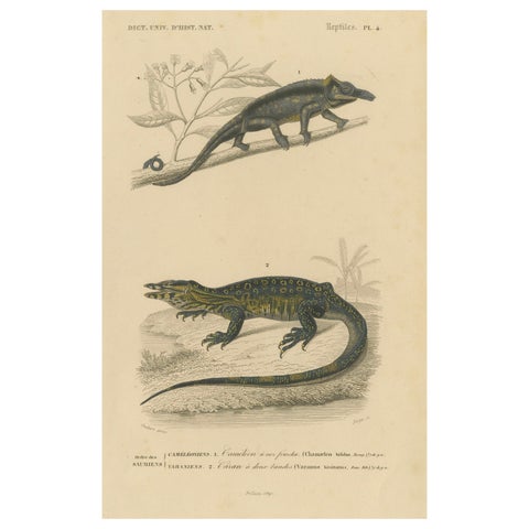Lizard Print of Nose-Horned Chameleon and Banded Monitor, c.1850, Orbigny