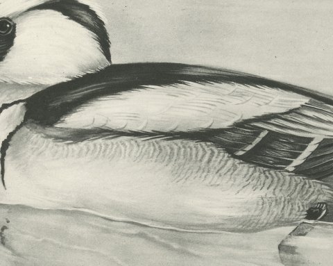 Smew Drake Swimming, Plate CXCIV after Lilian Medland, c. 1909, close-up 2
