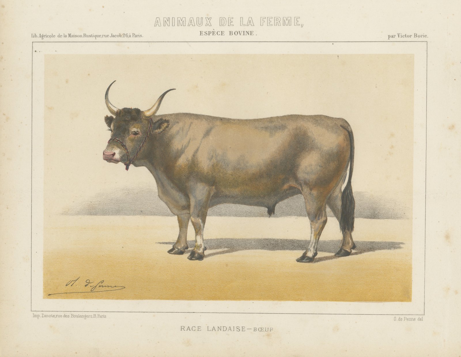 Landaise Ox with Cord Halter, French Cattle Chromolithograph, 1863