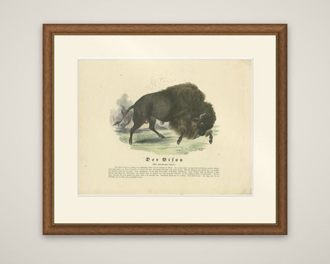 Der Bison (American Bison) - Hand-Colored Zoological Print, Circa 1840, shown framed