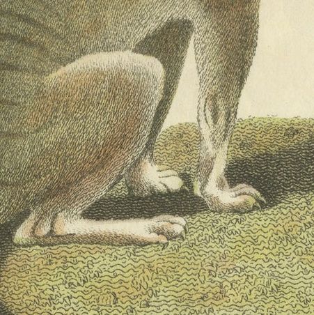 Antique Print with Hand Coloring of a Tasmanian Tiger or Tasmanian Wolf, close-up 5