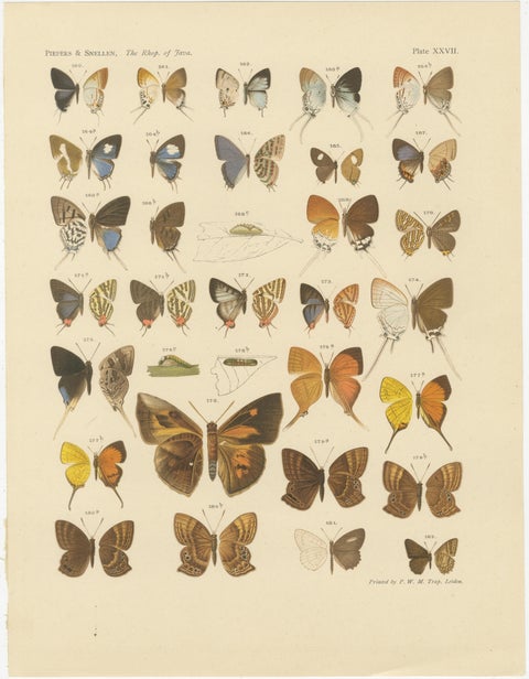 Victorian Butterfly Plates - The Rhopalocera of Java by Piepers & Snellen, 1908, view 4