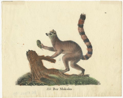 Original Antique Animal Print of a Ring-Tailed Lemur 'Lemur Catta' Monkey, 1833, view 2
