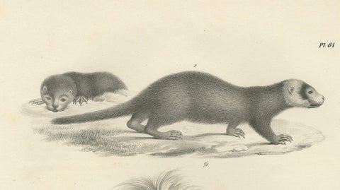 19th-Century Lithograph of a Skunk and European Otter in Exquisite Detail, close-up 6