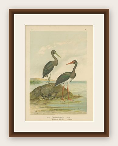 Antique Bird Print of the Black Stork by Naumann, circa 1895, shown framed