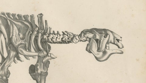 Megatherium Skeleton Lithograph, Giant Ground Sloth, Brodtmann c.1830, close-up 3