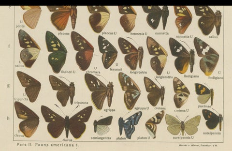 Set of 2 Antique Prints of Butterflies of Africa and America, Published in 1910, close-up 4