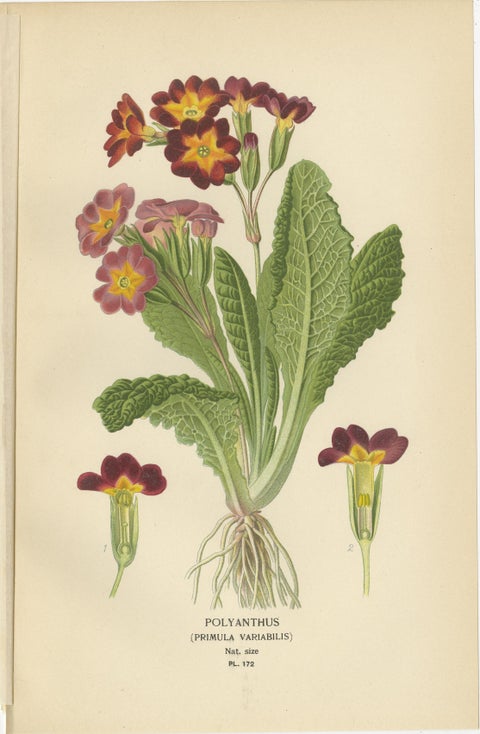 1897 Antique Botanical Prints, Polyanthus, Auricula and Primroses, view 2
