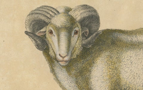 Spanish Sheep, Ewe, Lamb & Ram, Brodtmann Lithograph, 1816, close-up 5