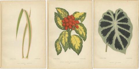 Variegated Elegance: A Study of Patterned Botanicals, Published in 1880, view 5