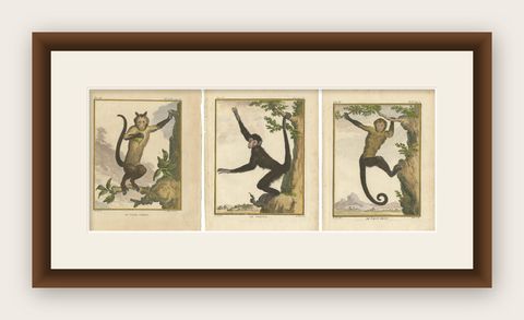 Set of 3 Antique Monkey Prints, Capuchin Species, Spider Monkey, shown framed