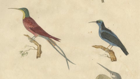 Antique Hummingbirds & Treecreepers Lithograph by Karl Joseph Brodtmann, 1816, close-up 1