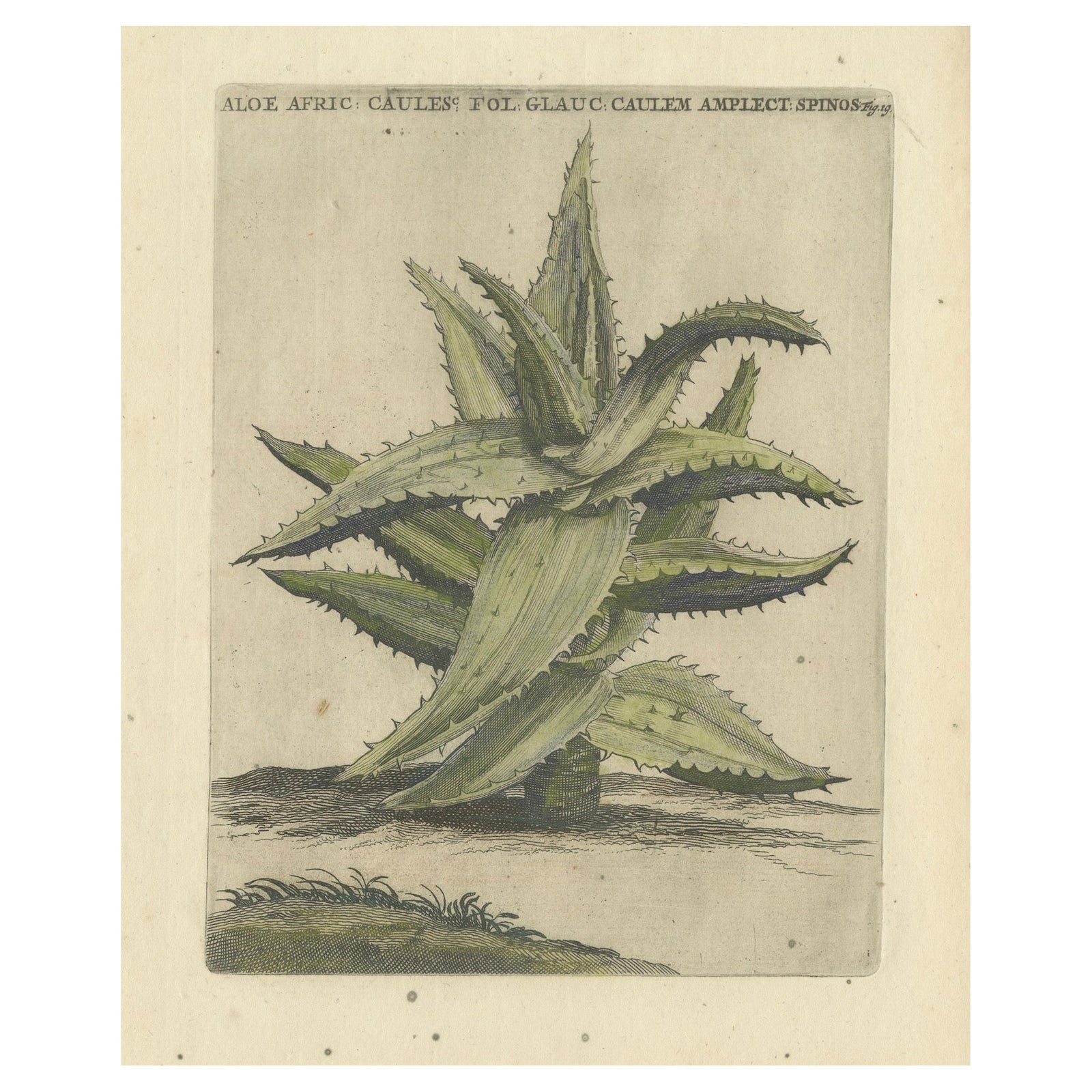 Caulescent African Aloe from Caspar Commelin’s "Praeludia Botanica" - 1703