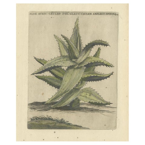 Caulescent African Aloe from Caspar Commelin’s "Praeludia Botanica" - 1703