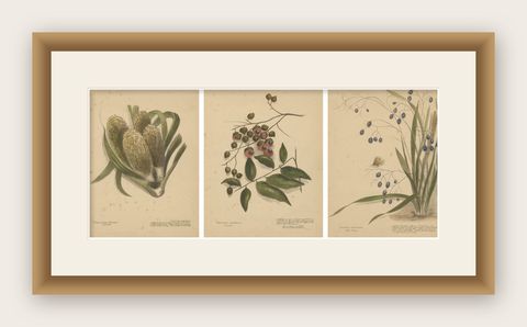 New Zealand Native Berry Plants, Set of Three Hand-Colored Lithographs, 1890, shown framed