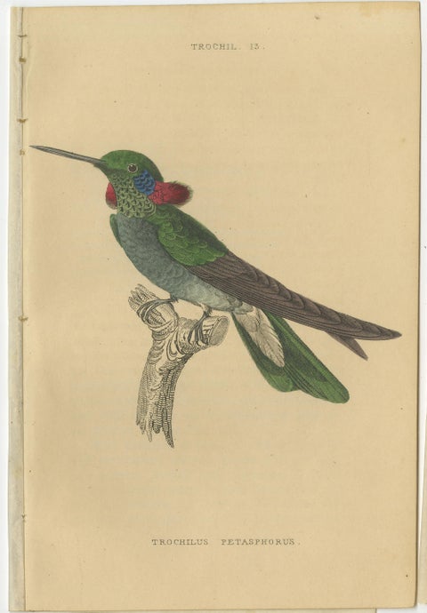 Set of 8 Antique Bird Prints, Violet-Tufted Hummingbird, by Jardine '1837', view 2