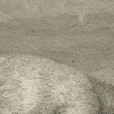 Original Antique Engraving of a Polar Bear by Cook, 1803, close-up 2