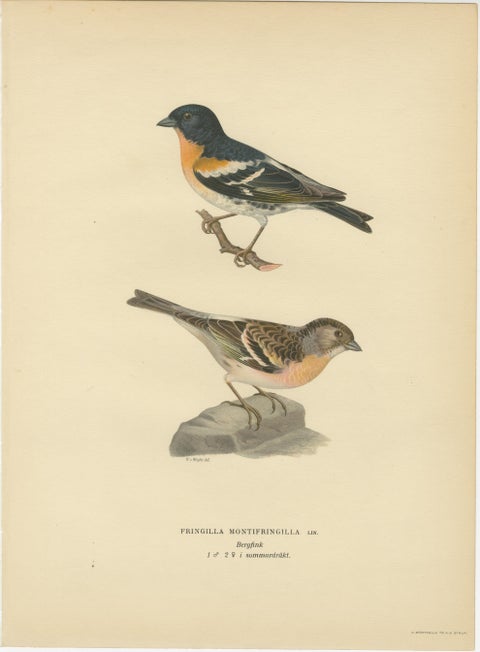 1929 Swedish Bird Prints Pair, Natural History Illustration Set, Designer Wall, view 4