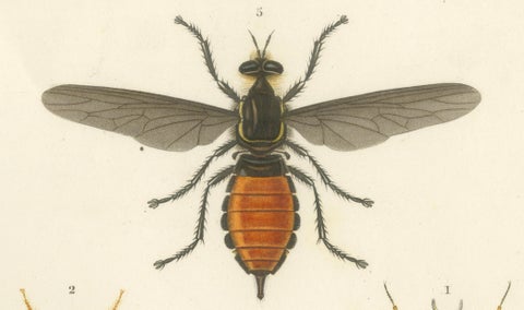 Antique Dipteres Engraving, Giant Flies & Robber Flies, circa 1800, close-up 3