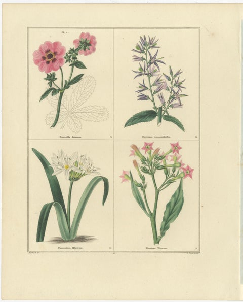 Pair of Hand-Colored Botanical Engravings of Decorative Garden Flowers, 1828, view 3