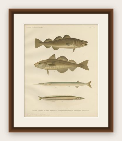 Atlantic Cod, Haddock, Garfish and Sand Eel - Scandinavian Fish Lithograph, 1895, shown framed