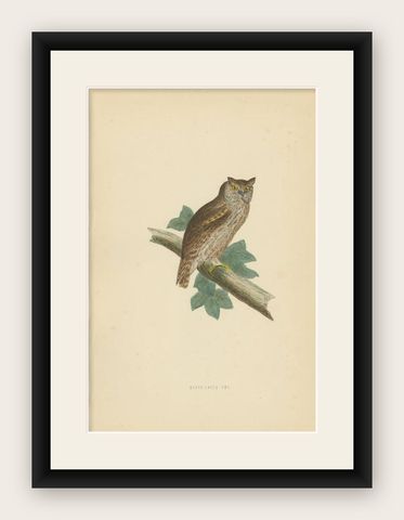 Antique Bird Print of the Eurasian Scops Owl by Morris, c.1850, shown framed