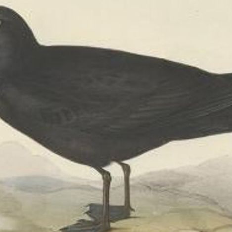 Antique Bird Print of the Bulwer's Petrel by Gould, 1832, close-up 1