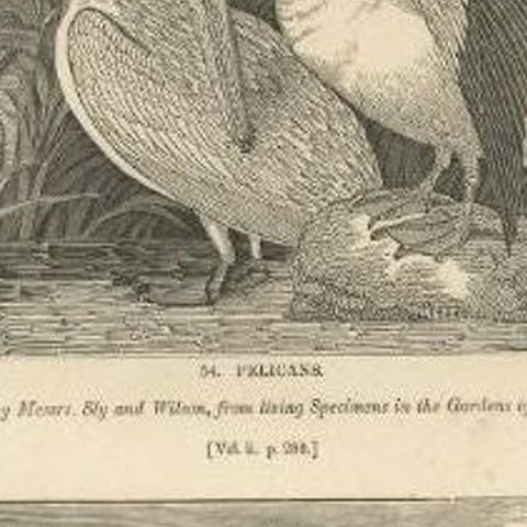 Antique Print of Pelicans and Secretary Birds, 1835, close-up 1