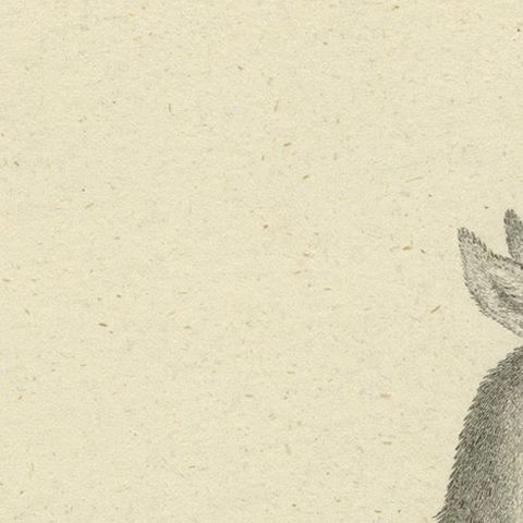 Antique Engraving of a Red Deer Hind (Cervus elaphus Linn., Femina), c.1800, close-up 5