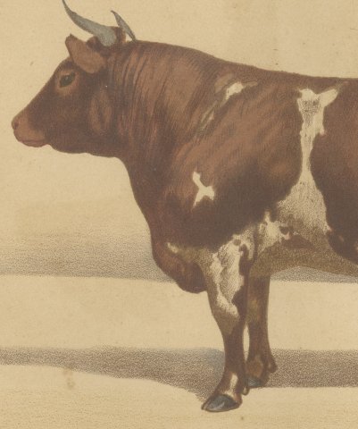 Ayrshire Bull, Scottish Cattle Chromolithograph by Olivier de Penne, 1863, close-up 2